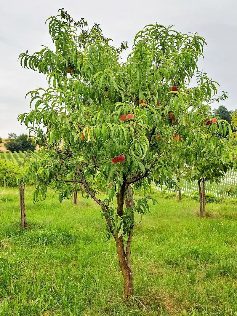 Peach Trees - Dixieland