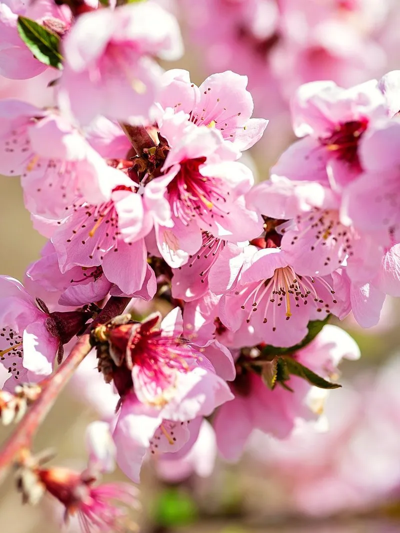 Peach Trees - Dixieland