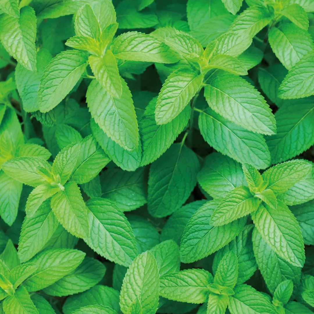 Spearmint Hydrosol